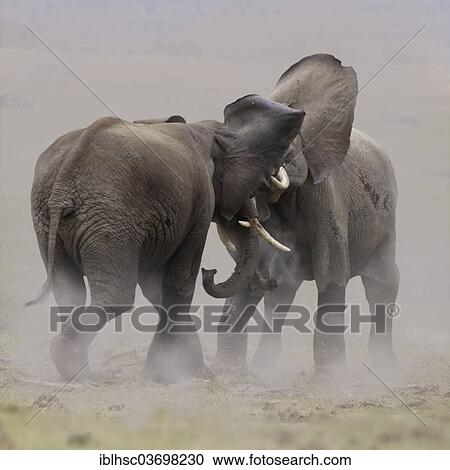 "African Elephants (Loxodonta africana), during a fight, Amboseli National Park, Rift Valley Province, Kenya, Africa" View Large Photo Image Stock Image - "African Elephants (Loxodonta africana), during a fight, Amboseli National Park, Rift Valley Province, Kenya, Africa". Fotosearch