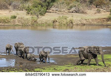 "African Elephants (Loxodonta africana), herd on the shore of the Shingwedzi River, Kruger National Park, South Africa, Africa" View Large Photo Image Stock Image - "African Elephants (Loxodonta africana), herd on the shore of the Shingwedzi River, Kruger National Park, South Africa, Africa". Fotosearch