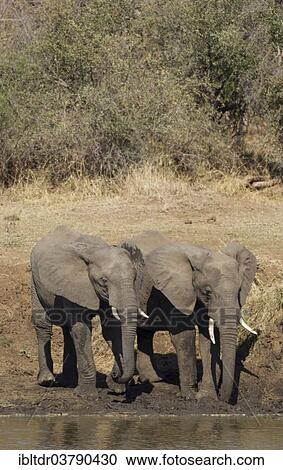 "African Elephants (Loxodonta africana), two bulls standing on the bank of the Shingwedzi River, Kruger National Park, South Africa, Africa" View Large Photo Image Stock Image - "African Elephants (Loxodonta africana), two bulls standing on the bank of the Shingwedzi River, Kruger National Park, South Africa, Africa". Fotosearch