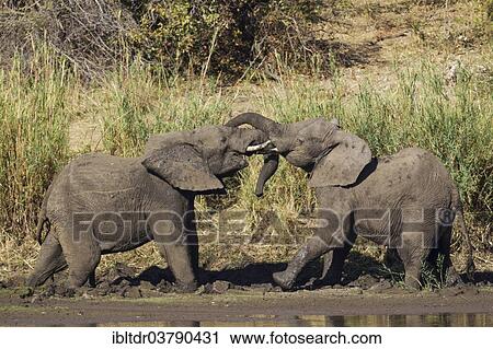 "African Elephants (Loxodonta africana), two bulls fighting on the bank of the Shingwedzi River, Kruger National Park, South Africa, Africa" View Large Photo Image Stock Image - "African Elephants (Loxodonta africana), two bulls fighting on the bank of the Shingwedzi River, Kruger National Park, South Africa, Africa". Fotosearch