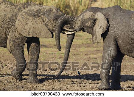 "African Elephants (Loxodonta africana), two bulls fighting, Kruger National Park, South Africa, Africa" View Large Photo Image Stock Image - "African Elephants (Loxodonta africana), two bulls fighting, Kruger National Park, South Africa, Africa". Fotosearch