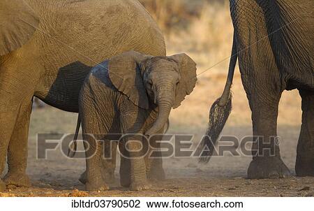 "African Elephants (Loxodonta africana), cow, on the right, with two different aged calves, Kruger National Park, South Africa, Africa" View Large Photo Image Stock Image - "African Elephants (Loxodonta africana), cow, on the right, with two different aged calves, Kruger National Park, South Africa, Africa". Fotosearch