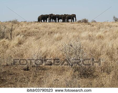 "African Elephants (Loxodonta africana), herd standing in a very dry environment at the end of the dry season, Kruger National Park, South Africa, Africa" View Large Photo Image Stock Image - "African Elephants (Loxodonta africana), herd standing in a very dry environment at the end of the dry season, Kruger National Park, South Africa, Africa". Fotosearch