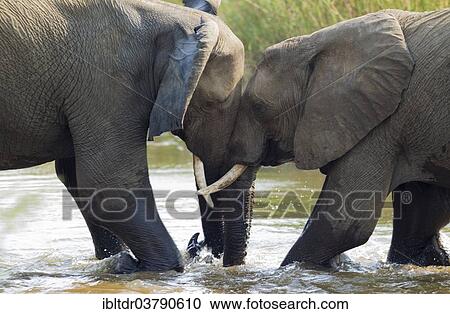 "African Elephants (Loxodonta africana), fighting bulls in the water, Kruger National Park, South Africa, Africa" View Large Photo Image Stock Image - "African Elephants (Loxodonta africana), fighting bulls in the water, Kruger National Park, South Africa, Africa". Fotosearch