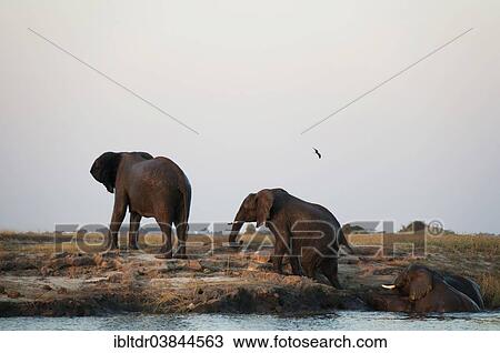 "African Elephants (Loxodonta africana), females leaving the water after having crossed the Chobe River, in the evening light, Chobe National Park, Botswana, Africa" View Large Photo Image Stock Image - "African Elephants (Loxodonta africana), females leaving the water after having crossed the Chobe River, in the evening light, Chobe National Park, Botswana, Africa". Fotosearch