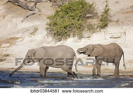 "African Elephants (Loxodonta africana), two females drinking at the bank of the Chobe River, Chobe National Park, Botswana, Africa" View Large Photo Image Stock Image - "African Elephants (Loxodonta africana), two females drinking at the bank of the Chobe River, Chobe National Park, Botswana, Africa". Fotosearch