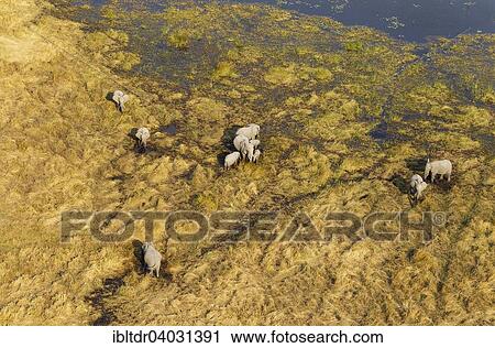 Stock Image - "African Elephants (Loxodonta africana), breeding herd, feeding and drinking in a freshwater marsh, aerial view, Okavango Delta, Moremi Game Reserve, Botswana, Africa". Fotosearch
