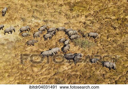 "African Elephants (Loxodonta africana), breeding herd, roaming, aerial view, Okavango Delta, Moremi Game Reserve, Botswana, Africa" View Large Photo Image Stock Image - "African Elephants (Loxodonta africana), breeding herd, roaming, aerial view, Okavango Delta, Moremi Game Reserve, Botswana, Africa". Fotosearch