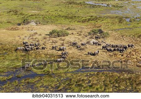 Stock Image - "African Elephants (Loxodonta africana), breeding herd, roaming in a freshwater marsh, aerial view, Okavango Delta, Moremi Game Reserve, Botswana, Africa". Fotosearch