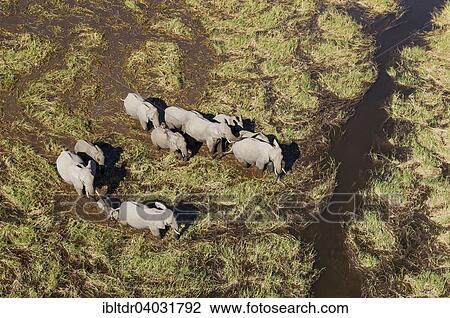 Stock Image - "African Elephants (Loxodonta africana), breeding herd, roaming in a freshwater marsh, aerial view, Okavango Delta, Moremi Game Reserve, Botswana, Africa". Fotosearch