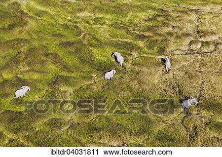 Stock Image - "African Elephants (Loxodonta africana), cows, feeding in a freshwater marsh, aerial view, Okavango Delta, Moremi Game Reserve, Botswana, Africa". Fotosearch