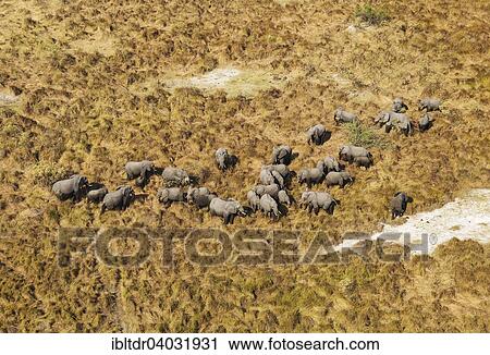 Stock Image - "African Elephants (Loxodonta africana), breeding herd, feeding, aerial view, Okavango Delta, Moremi Game Reserve, Botswana, Africa". Fotosearch