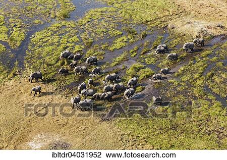 "African Elephants (Loxodonta africana), breeding herd, roaming in a freshwater marsh, aerial view, Okavango Delta, Moremi Game Reserve, Botswana, Africa" View Large Photo Image Stock Image - "African Elephants (Loxodonta africana), breeding herd, roaming in a freshwater marsh, aerial view, Okavango Delta, Moremi Game Reserve, Botswana, Africa". Fotosearch