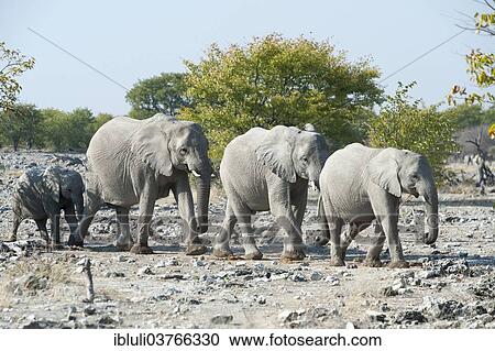 "African Elephants (Loxodonta africana), group walking in single file, Etosha National Park, Namibia, Africa" View Large Photo Image Stock Image - "African Elephants (Loxodonta africana), group walking in single file, Etosha National Park, Namibia, Africa". Fotosearch