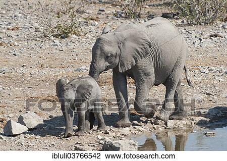"African Elephants (Loxodonta africana), subadult follows calf at Halali waterhole, Etosha National Park, Namibia, Africa" View Large Photo Image Stock Image - "African Elephants (Loxodonta africana), subadult follows calf at Halali waterhole, Etosha National Park, Namibia, Africa". Fotosearch