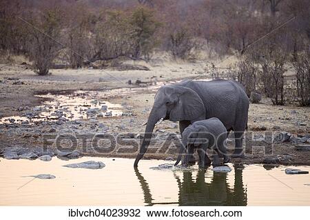 Stock Image - "African elephants (Loxodonta africana), mother with young drinking at a waterhole in the evening, Etosha National Park, Namibia, Africa". Fotosearch