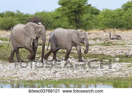 "African elephants (Loxodonta africana), Etosha-Nationalpark, Namutoni, Namibia, Africa" View Large Photo Image Stock Image - "African elephants (Loxodonta africana), Etosha-Nationalpark, Namutoni, Namibia, Africa". Fotosearch