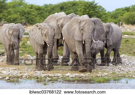Stock Image - "African elephants (Loxodonta africana), herd, Etosha-Nationalpark, Namutoni, Namibia, Africa". Fotosearch