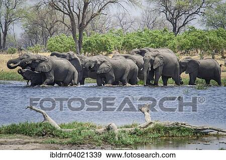 "African elephants (Loxodonta africana), herd drinking at the river, Kasane, Chobe National Park, Botswana, Africa" View Large Photo Image Stock Photo - "African elephants (Loxodonta africana), herd drinking at the river, Kasane, Chobe National Park, Botswana, Africa". Fotosearch