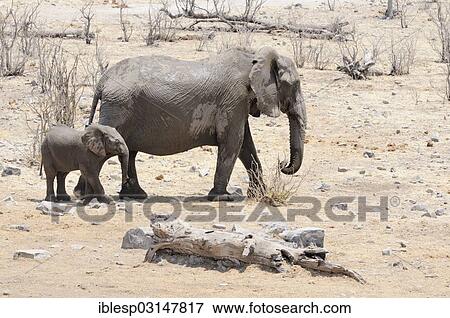 "African elephants (Loxodonta africana), female with calf, Etosha National Park, Halali, Kunene Region, Namibia, Africa" View Large Photo Image Stock Photo - "African elephants (Loxodonta africana), female with calf, Etosha National Park, Halali, Kunene Region, Namibia, Africa". Fotosearch