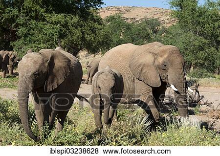 "African elephants (Loxodonta africana), desert elephants, Huab River Valley, Torra Conservancy, Damaraland, Kunene Region, Namibia, Africa" View Large Photo Image Stock Photo - "African elephants (Loxodonta africana), desert elephants, Huab River Valley, Torra Conservancy, Damaraland, Kunene Region, Namibia, Africa". Fotosearch
