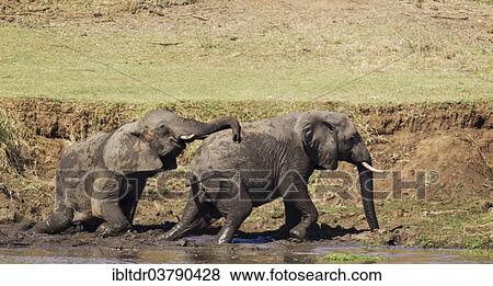 "African Elephants (Loxodonta africana), two bulls on the bank of the Shingwedzi River, Kruger National Park, South Africa, Africa" View Large Photo Image Stock Photo - "African Elephants (Loxodonta africana), two bulls on the bank of the Shingwedzi River, Kruger National Park, South Africa, Africa". Fotosearch