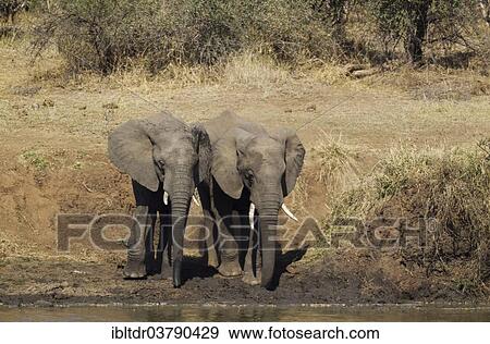 "African Elephants (Loxodonta africana), two bulls standing on the bank of the Shingwedzi River, Kruger National Park, South Africa, Africa" View Large Photo Image Stock Photo - "African Elephants (Loxodonta africana), two bulls standing on the bank of the Shingwedzi River, Kruger National Park, South Africa, Africa". Fotosearch