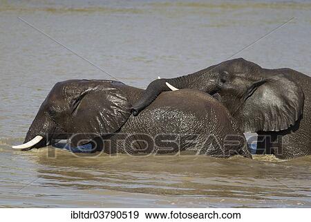 "African Elephants (Loxodonta africana), two bulls in the Shingwedzi River, Kruger National Park, South Africa, Africa" View Large Photo Image Stock Photo - "African Elephants (Loxodonta africana), two bulls in the Shingwedzi River, Kruger National Park, South Africa, Africa". Fotosearch