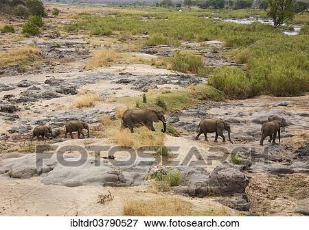 "African Elephants (Loxodonta africana), herd, Kruger National Park, South Africa, Africa" View Large Photo Image Stock Photo - "African Elephants (Loxodonta africana), herd, Kruger National Park, South Africa, Africa". Fotosearch