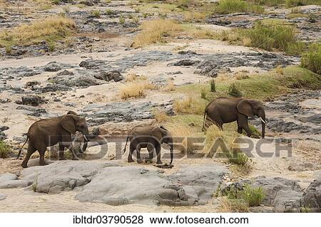 "African Elephants (Loxodonta africana), herd, Kruger National Park, South Africa, Africa" View Large Photo Image Stock Photo - "African Elephants (Loxodonta africana), herd, Kruger National Park, South Africa, Africa". Fotosearch