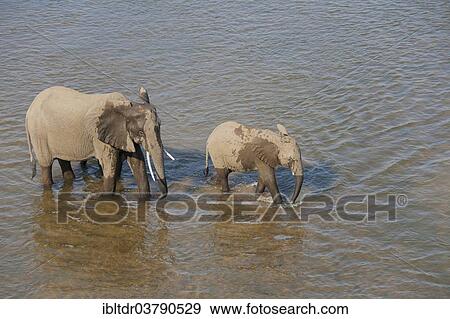 "African Elephants (Loxodonta africana), a cow and a calf wading through the Olifants River, Kruger National Park, South Africa, Africa" View Large Photo Image Stock Photo - "African Elephants (Loxodonta africana), a cow and a calf wading through the Olifants River, Kruger National Park, South Africa, Africa". Fotosearch