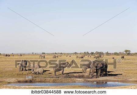 "African Elephants (Loxodonta africana), several smaller breeding herds drinking at a waterhole or grazing, Chobe National Park, Botswana, Africa" View Large Photo Image Stock Photo - "African Elephants (Loxodonta africana), several smaller breeding herds drinking at a waterhole or grazing, Chobe National Park, Botswana, Africa". Fotosearch