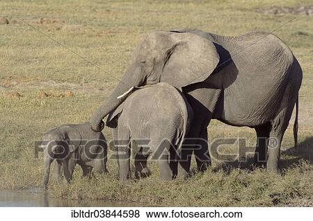 Stock Photo - "African Elephants (Loxodonta africana), cow with two different aged calves at the bank of the Chobe River, Chobe National Park, Botswana, Africa". Fotosearch
