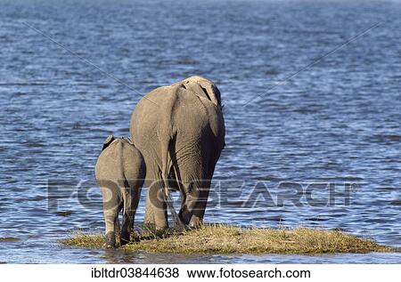"African Elephants (Loxodonta africana), rear view of a cow with calf drinking at a little grassy island in the Chobe River, Chobe National Park, Botswana, Africa" View Large Photo Image Stock Photo - "African Elephants (Loxodonta africana), rear view of a cow with calf drinking at a little grassy island in the Chobe River, Chobe National Park, Botswana, Africa". Fotosearch