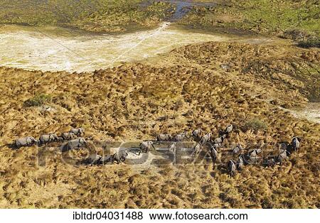 Stock Photo - "African Elephants (Loxodonta africana), breeding herd, roaming, aerial view, Okavango Delta, Moremi Game Reserve, Botswana, Africa". Fotosearch