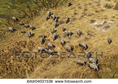 Stock Photo - "African Elephants (Loxodonta africana), breeding herd, roaming, aerial view, Okavango Delta, Moremi Game Reserve, Botswana, Africa". Fotosearch