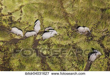 Stock Photo - "African Elephants (Loxodonta africana), breeding herd, roaming in a freshwater marsh, aerial view, Okavango Delta, Moremi Game Reserve, Botswana, Africa". Fotosearch