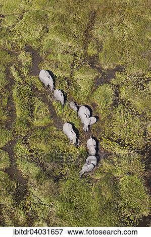 Stock Photo - "African Elephants (Loxodonta africana), breeding herd, roaming in a freshwater marsh, aerial view, Okavango Delta, Moremi Game Reserve, Botswana, Africa". Fotosearch