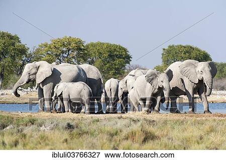 "African Elephants (Loxodonta africana), herd at a waterhole, Etosha National Park, Namibia, Africa" View Large Photo Image Stock Photo - "African Elephants (Loxodonta africana), herd at a waterhole, Etosha National Park, Namibia, Africa". Fotosearch