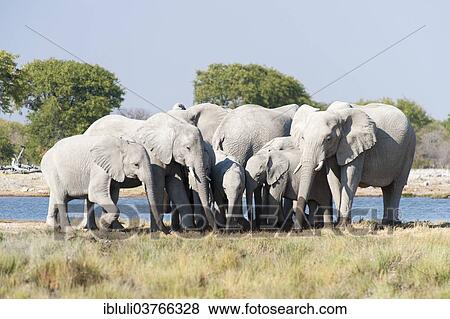 "African Elephants (Loxodonta africana), herd at a waterhole, Etosha National Park, Namibia, Africa" View Large Photo Image Stock Photo - "African Elephants (Loxodonta africana), herd at a waterhole, Etosha National Park, Namibia, Africa". Fotosearch