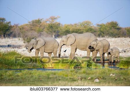 "African Elephants (Loxodonta africana), females and calf drinking at Rietfontein waterhole, Etosha National Park, Namibia, Africa" View Large Photo Image Stock Photo - "African Elephants (Loxodonta africana), females and calf drinking at Rietfontein waterhole, Etosha National Park, Namibia, Africa". Fotosearch
