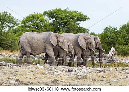 "African elephants (Loxodonta africana), Etosha-Nationalpark, Namutoni, Namibia, Africa" View Large Photo Image Stock Photo - "African elephants (Loxodonta africana), Etosha-Nationalpark, Namutoni, Namibia, Africa". Fotosearch
