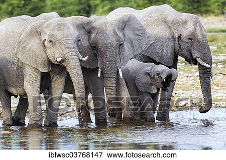 Stock Photo - "African elephants (Loxodonta africana), herd drinking at a waterhole, Etosha-Nationalpark, Namutoni, Namibia, Africa". Fotosearch