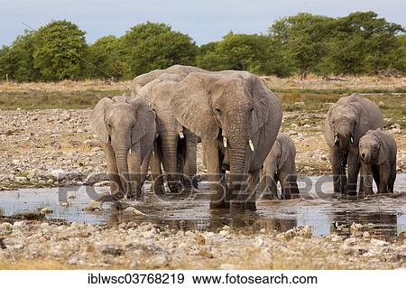 Stock Photo - "African elephants (Loxodonta africana), herd at waterhole, Etosha-Nationalpark, Namutoni, Namibia, Africa". Fotosearch