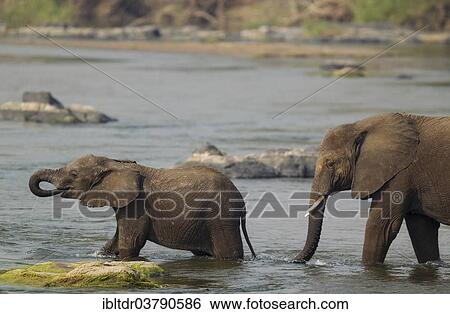 "African Elephants (Loxodonta africana), a cow and a calf wading through the Olifants River, Kruger National Park, South Africa, Africa" View Large Photo Image Stock Photograph - "African Elephants (Loxodonta africana), a cow and a calf wading through the Olifants River, Kruger National Park, South Africa, Africa". Fotosearch