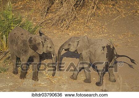 "African Elephants (Loxodonta africana), two calves playing around near a waterhole, Kruger National Park, South Africa, Africa" View Large Photo Image Stock Photograph - "African Elephants (Loxodonta africana), two calves playing around near a waterhole, Kruger National Park, South Africa, Africa". Fotosearch