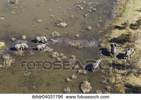 "African Elephants (Loxodonta africana), breeding herd, roaming in a freshwater marsh, aerial view, Okavango Delta, Moremi Game Reserve, Botswana, Africa" View Large Photo Image Stock Photograph - "African Elephants (Loxodonta africana), breeding herd, roaming in a freshwater marsh, aerial view, Okavango Delta, Moremi Game Reserve, Botswana, Africa". Fotosearch