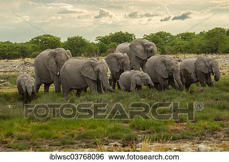 "African elephants (Loxodonta africana), herd, Etosha-Nationalpark, Namutoni, Namibia, Africa" View Large Photo Image Stock Photograph - "African elephants (Loxodonta africana), herd, Etosha-Nationalpark, Namutoni, Namibia, Africa". Fotosearch