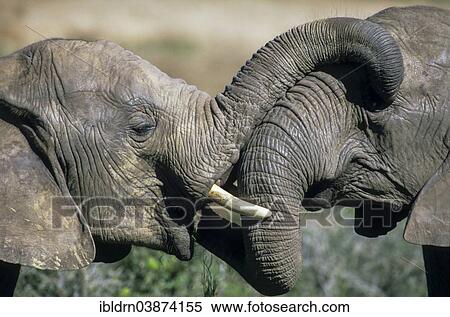 "African elephants (Loxodonta africana), social behavior, touching trunks and heads, Namutoni, Etosha National Park, Namibia, Africa" View Large Photo Image Stock Photography - "African elephants (Loxodonta africana), social behavior, touching trunks and heads, Namutoni, Etosha National Park, Namibia, Africa". Fotosearch