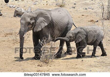 Stock Photography - "African elephants (Loxodonta africana), female with calf, Etosha National Park, Halali, Kunene Region, Namibia, Africa". Fotosearch